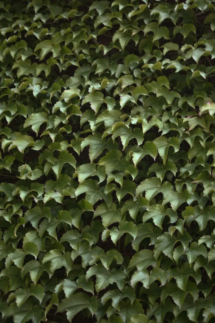 A large group of green plants in a field